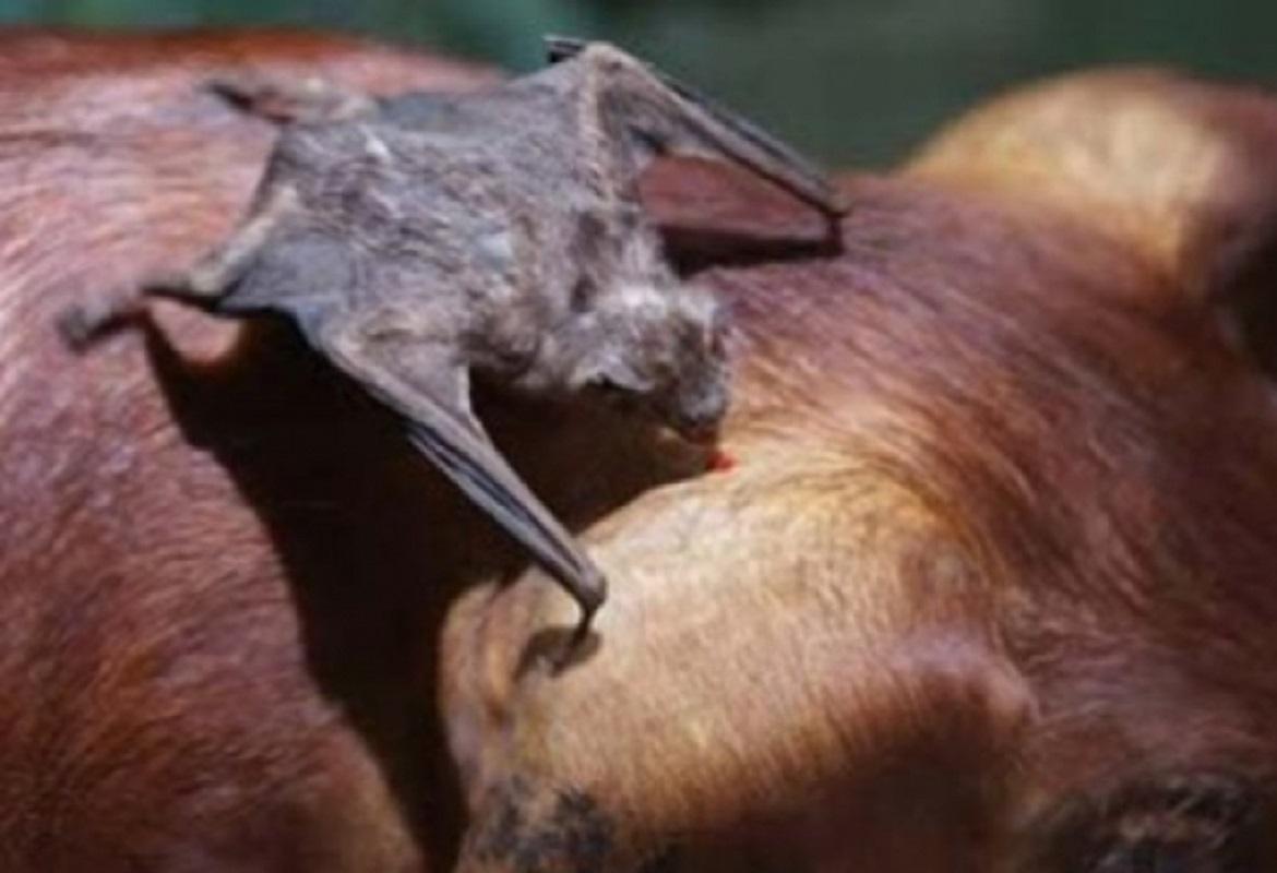 ALERTA|: Indea confirma caso de raiva bovina em cidade de MT; Doença é transmitida por morcegos