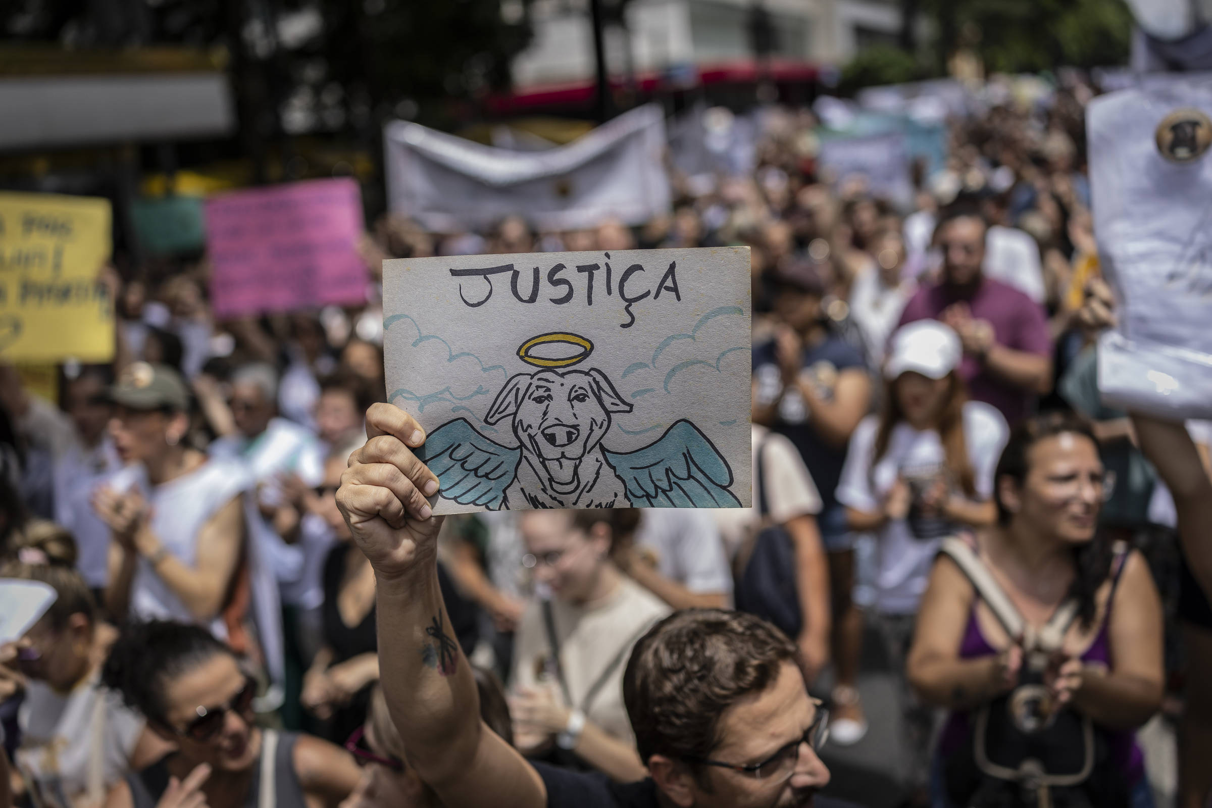 Caso Orelha: Indignação nobre e o julgamento pela internet