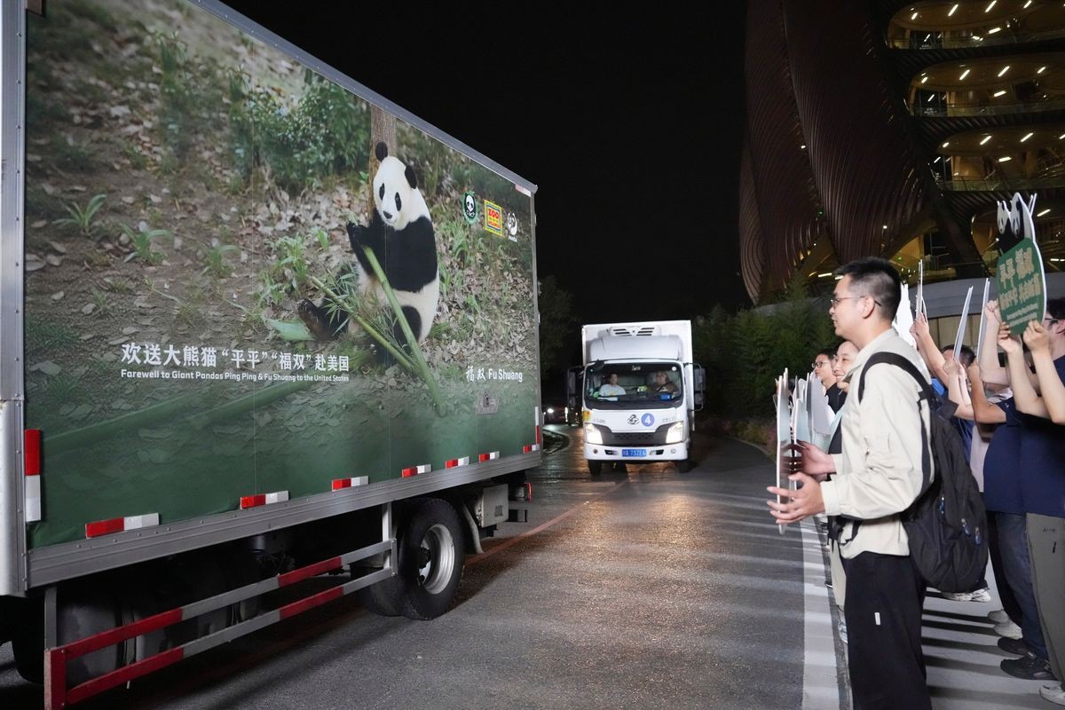'Diplomacia do Panda': Após encontro de Xi e Trump, China envia dois pandas-gigantes para zoológico nos EUA